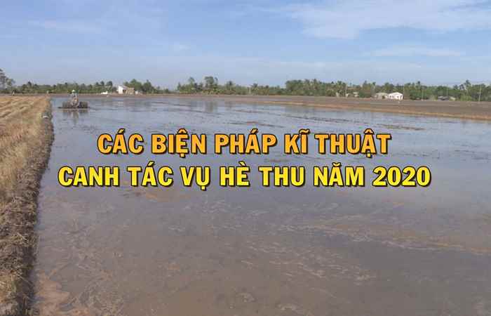 Khuyến nông  - Khuyến cáo lịch thời vụ sản xuất lúa hè thu năm 2020 (17-03-2020)